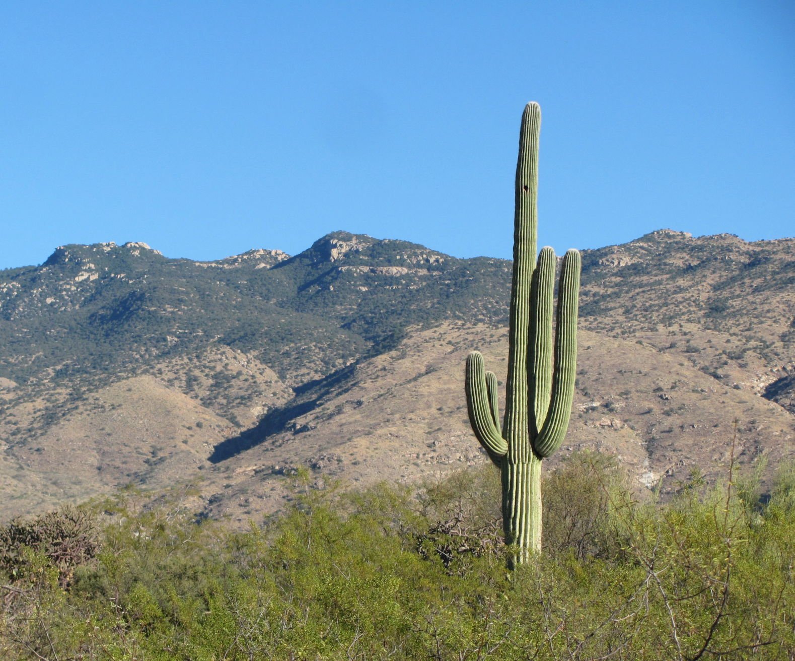 Saguaro National Park